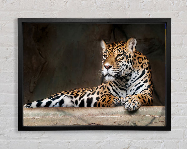 Young Tiger Resting Framed Print