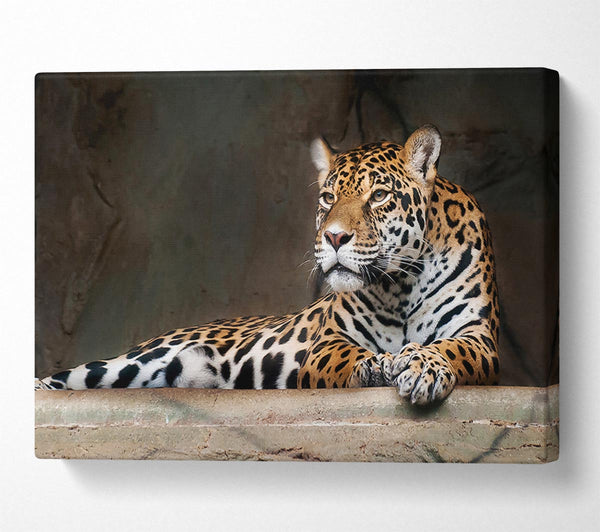  A Canvas Print of Young Tiger Resting Canvas Print