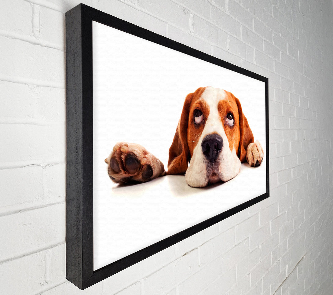 A Canvas Print of Lazy Basset Hound Dog Canvas Art