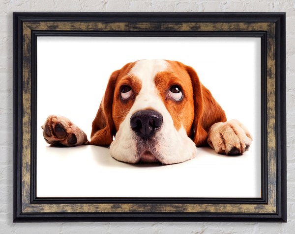 Lazy Basset Hound Dog Framed Print