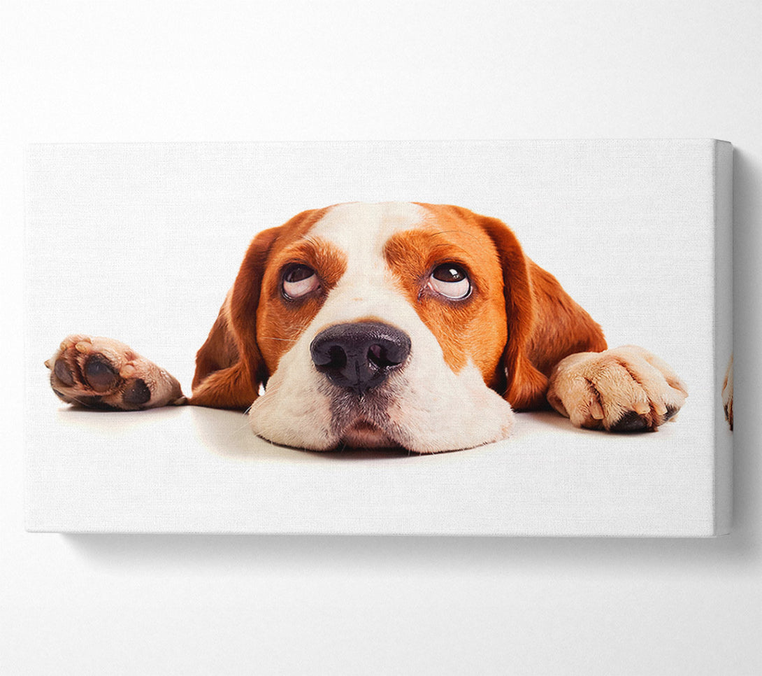  A Canvas Print of Lazy Basset Hound Dog Canvas Art