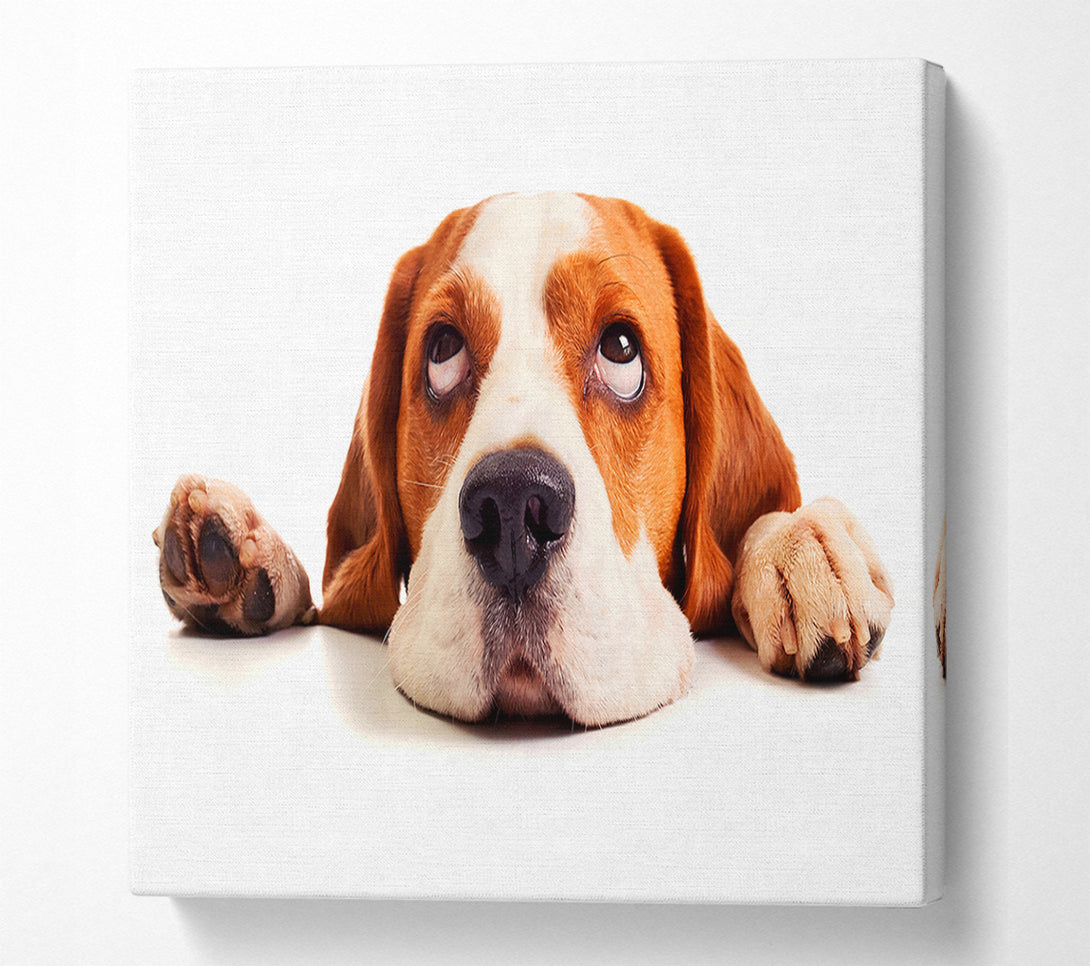  A Canvas Print of Lazy Basset Hound Dog Canvas Art