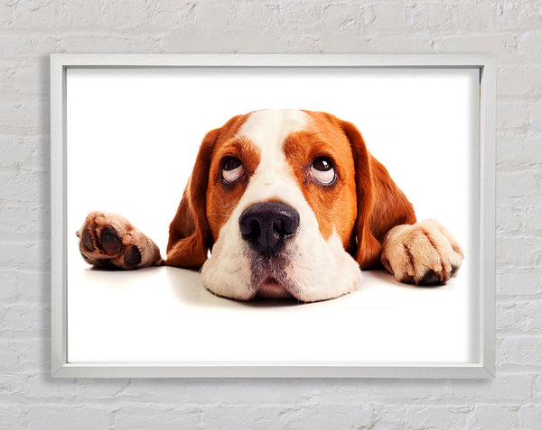 Lazy Basset Hound Dog Framed Print