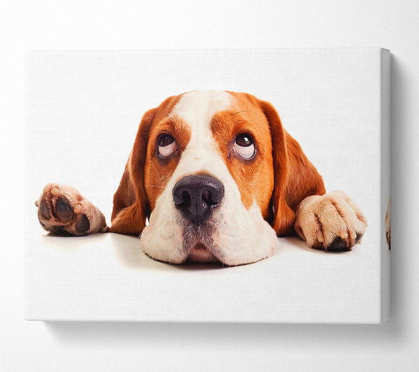  A Canvas Print of Lazy Basset Hound Dog Canvas Art