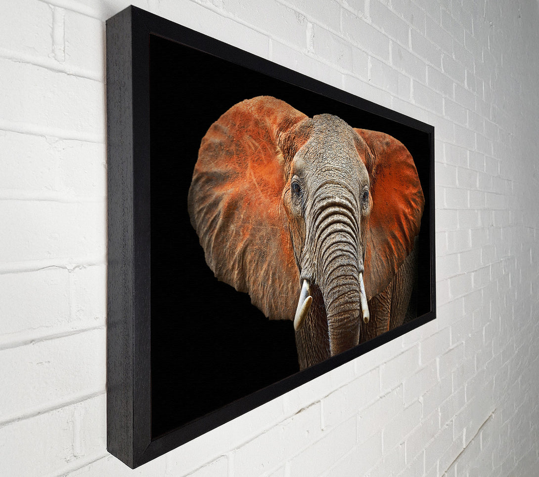  A Canvas Print of Elephant Ears Canvas Print
