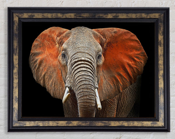 Elephant Ears Framed Print