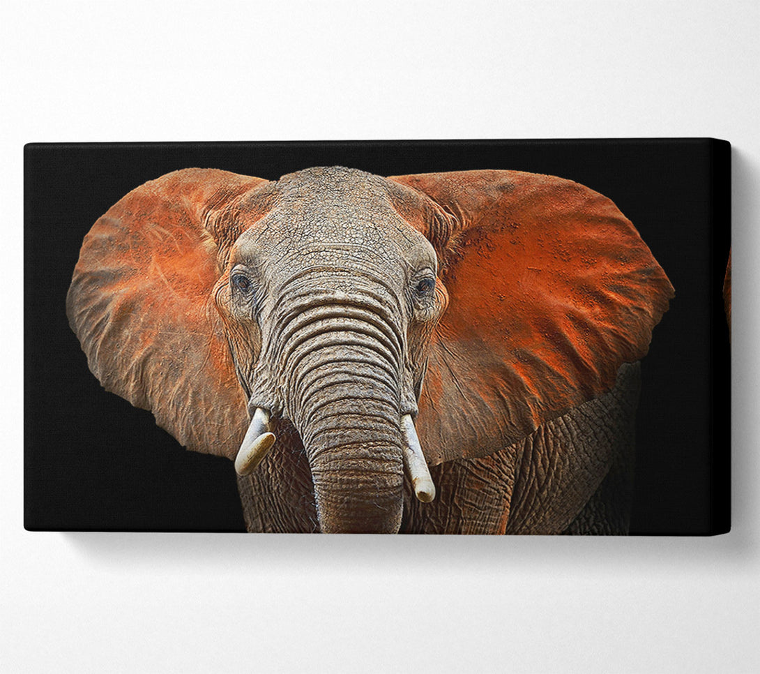  A Canvas Print of Elephant Ears Canvas Print