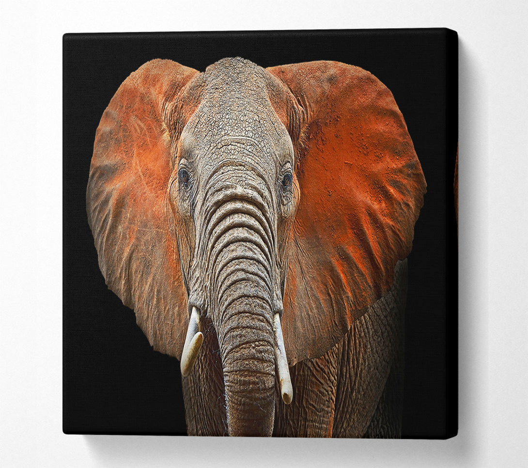  A Canvas Print of Elephant Ears Canvas Print