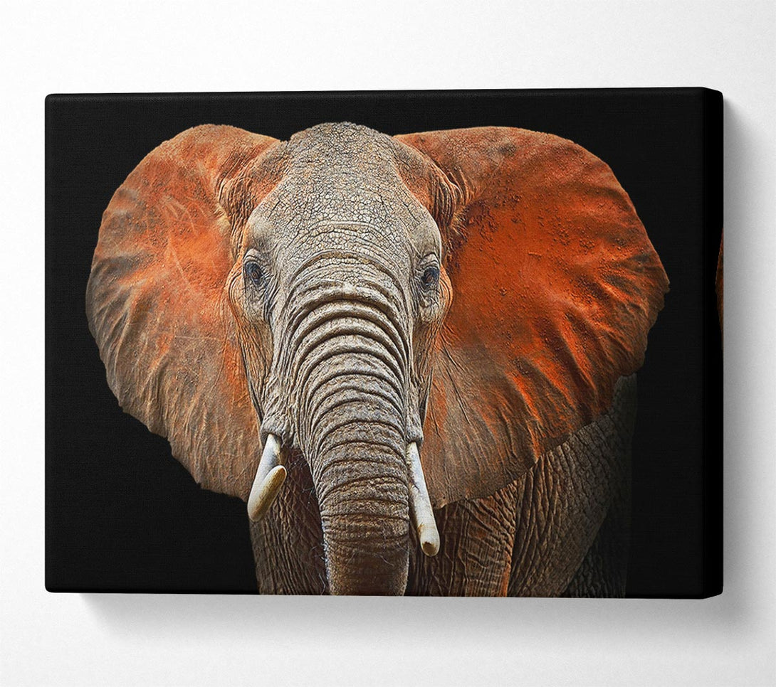  A Canvas Print of Elephant Ears Canvas Print