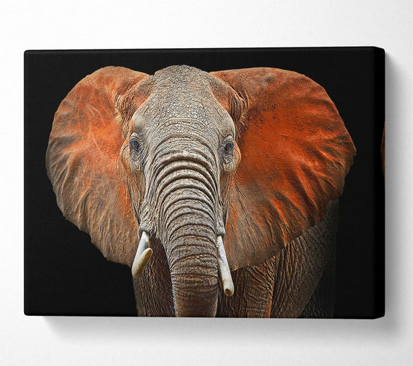  A Canvas Print of Elephant Ears Canvas Print