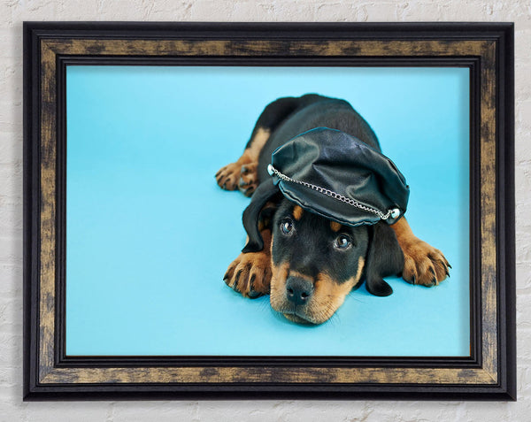 Rottweiler Puppy Dog Hat Framed Print