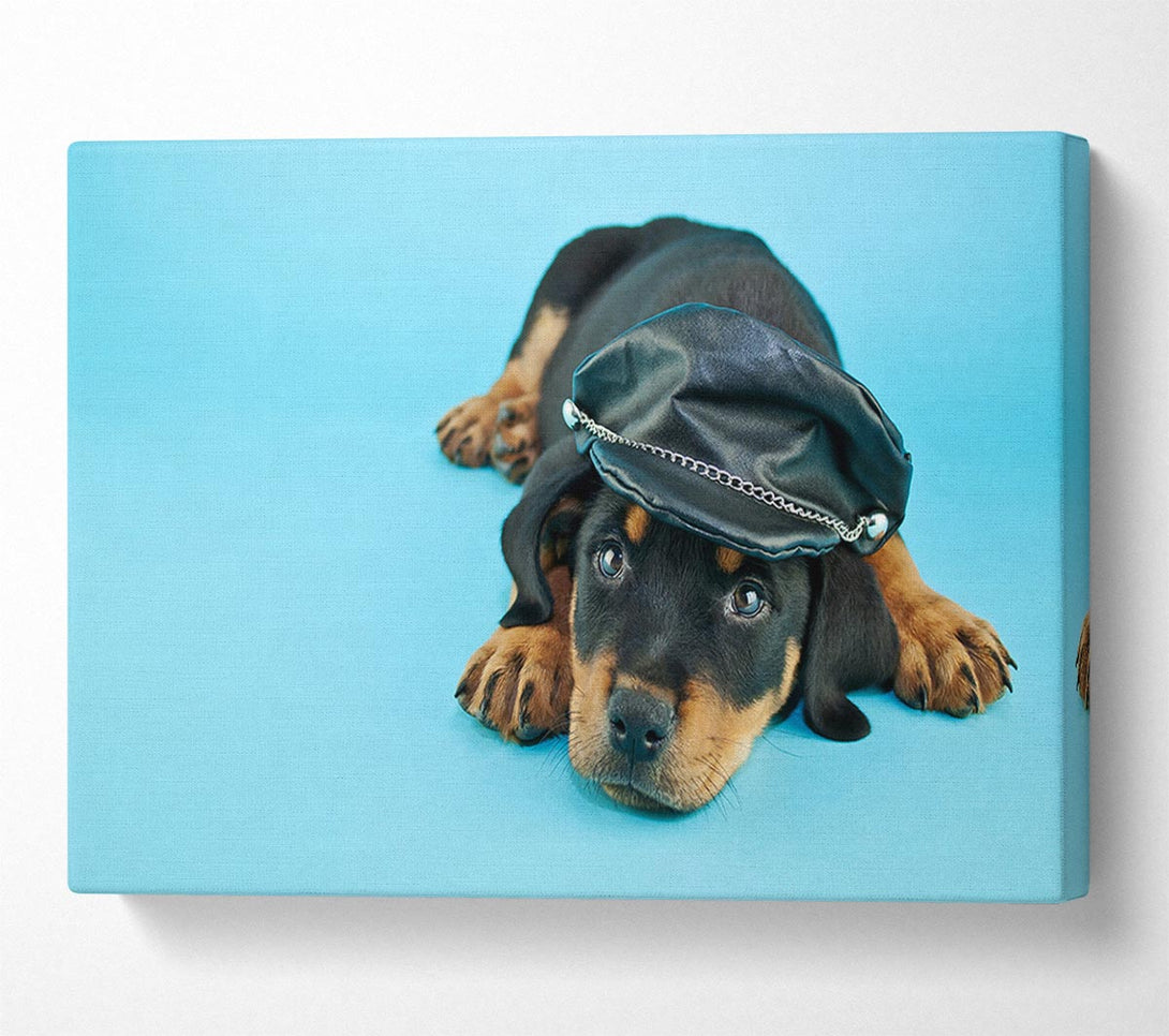  A Canvas Print of Rottweiler Puppy Dog Hat Canvas Wall Art