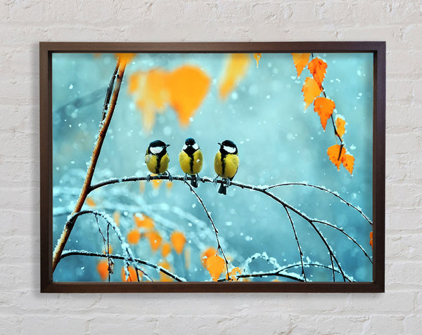 Blue Tit Birds Winter Framed Print
