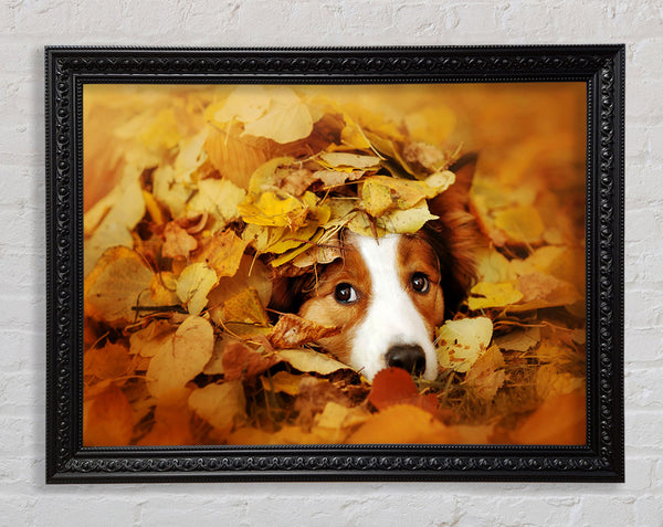 Dog In Autumn Leaves Framed Print
