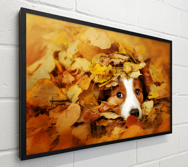 Dog In Autumn Leaves
