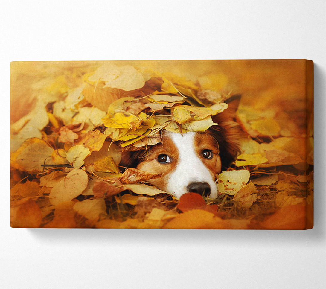  A Canvas Print of Dog In Autumn Leaves Canvas Print
