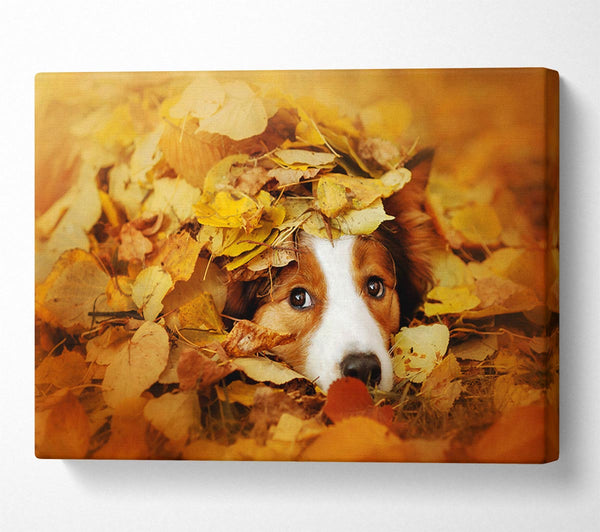  A Canvas Print of Dog In Autumn Leaves Canvas Print