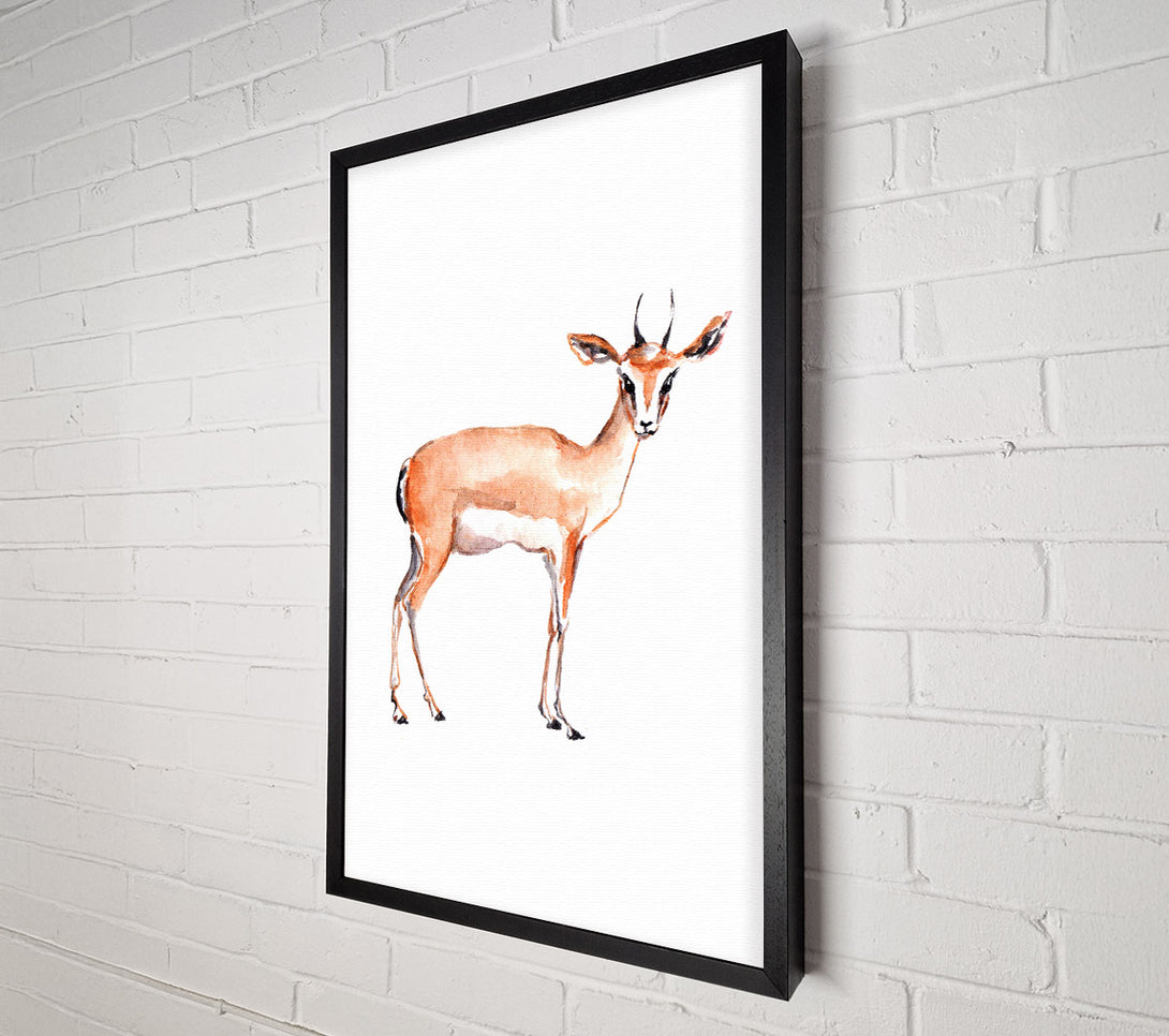  A Canvas Print of Springbok Canvas Print