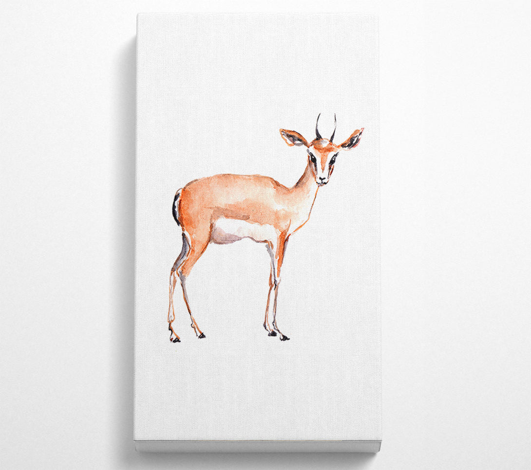  A Canvas Print of Springbok Canvas Print