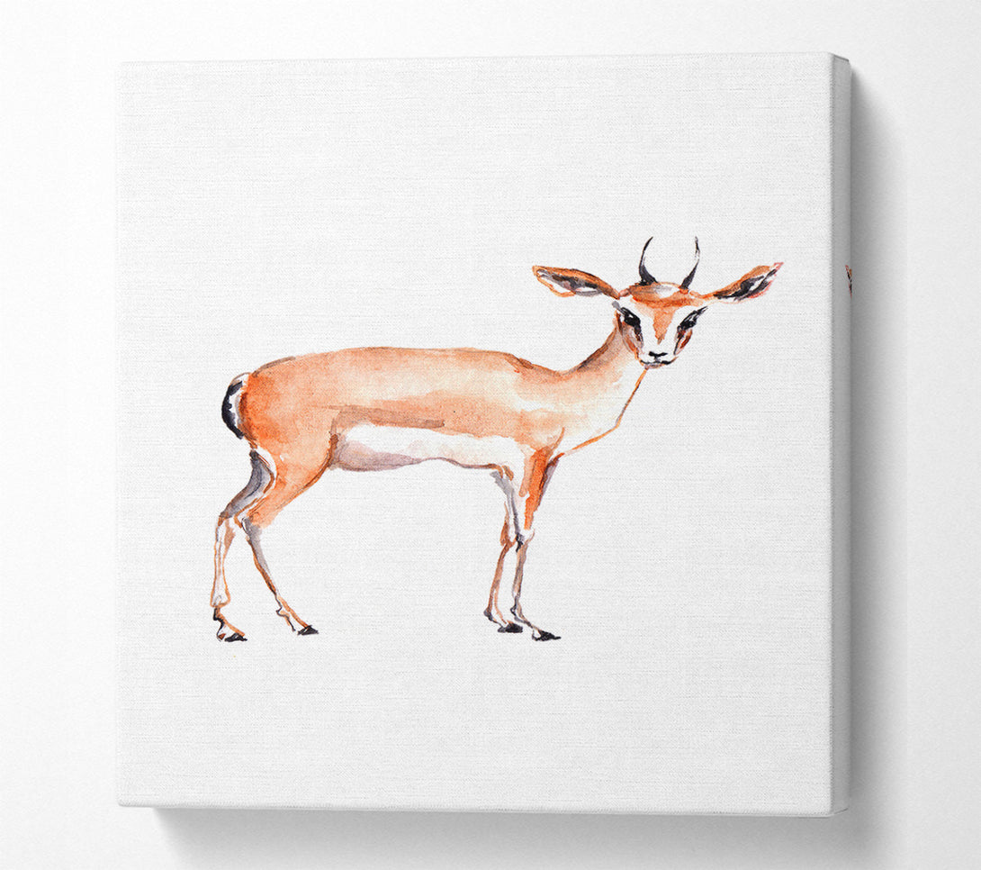  A Canvas Print of Springbok Canvas Print