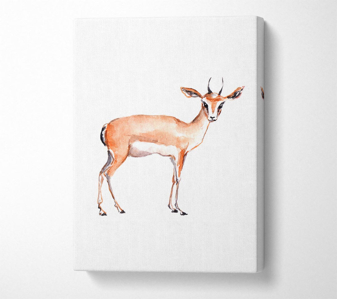  A Canvas Print of Springbok Canvas Print