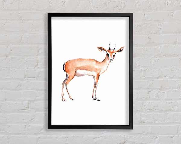 Springbok Framed Print