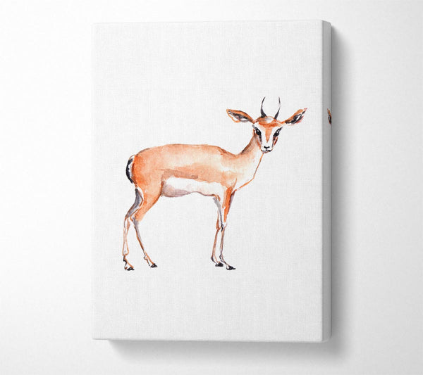  A Canvas Print of Springbok Canvas Print