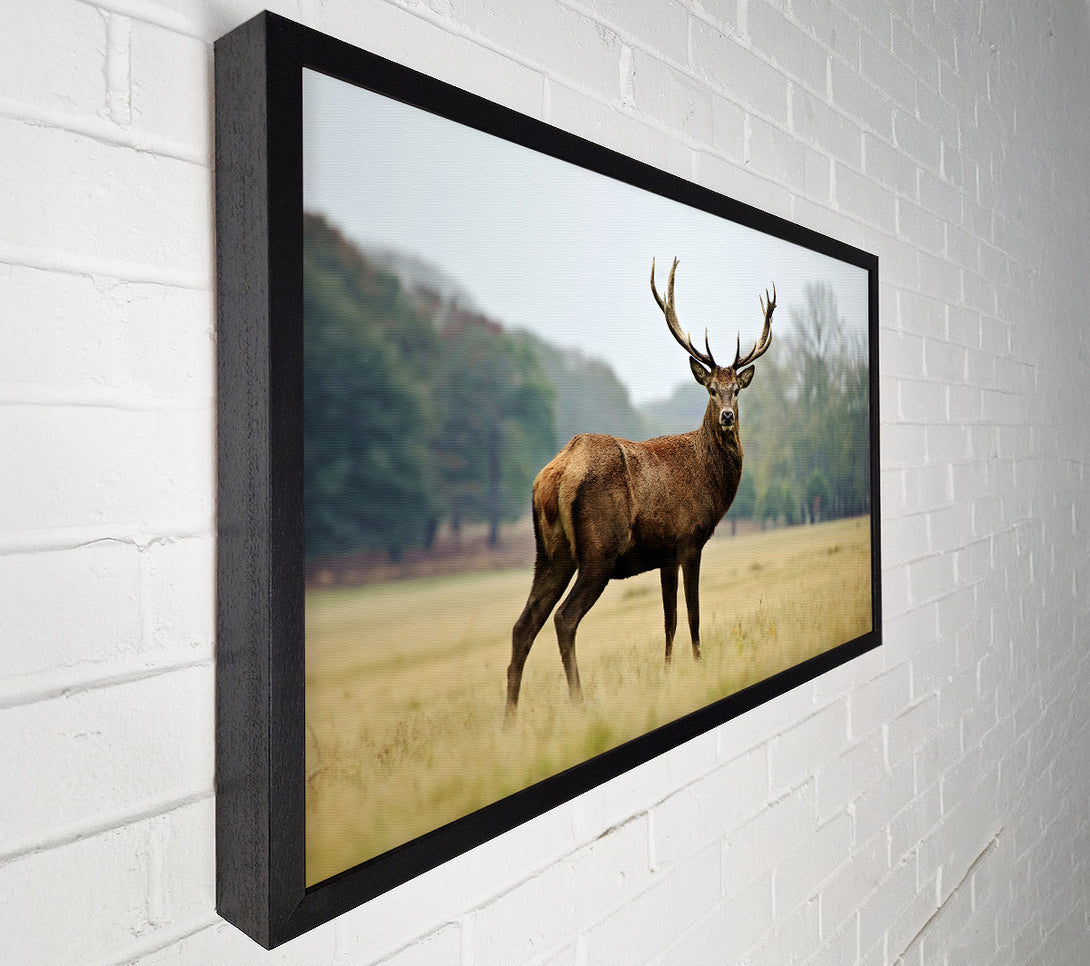  A Canvas Print of Red Deer Beauty Canvas Art