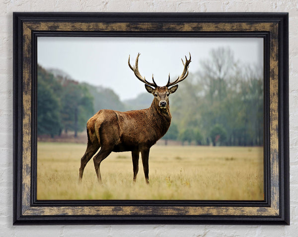 Red Deer Beauty Framed Print