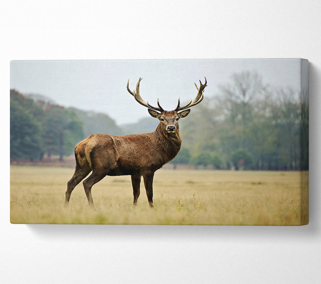  A Canvas Print of Red Deer Beauty Canvas Art