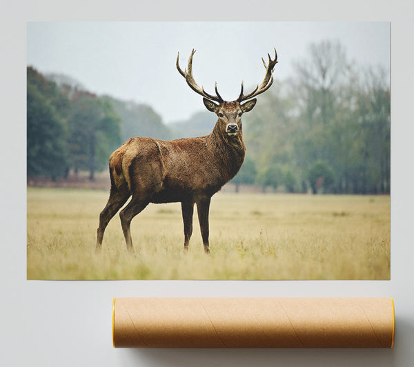 Red Deer Beauty Giclee Print