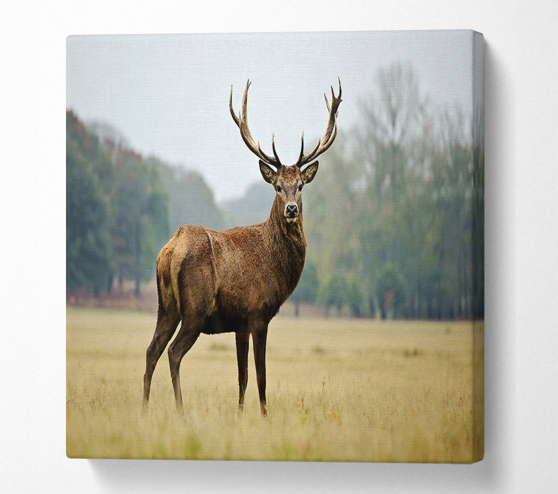  A Canvas Print of Red Deer Beauty Canvas Art