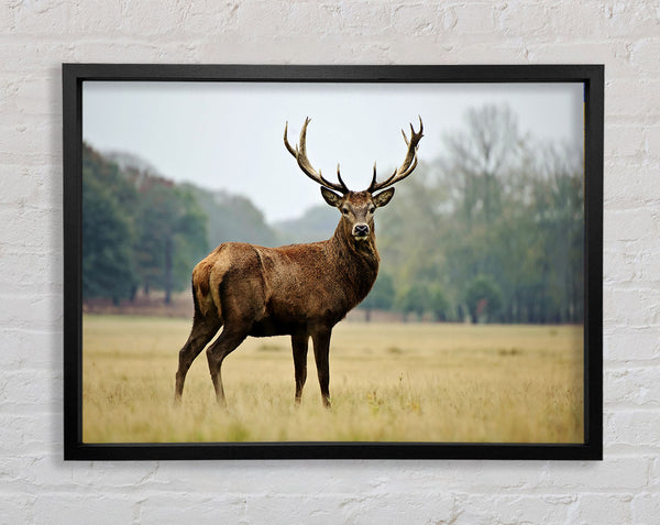 Red Deer Beauty Framed Print