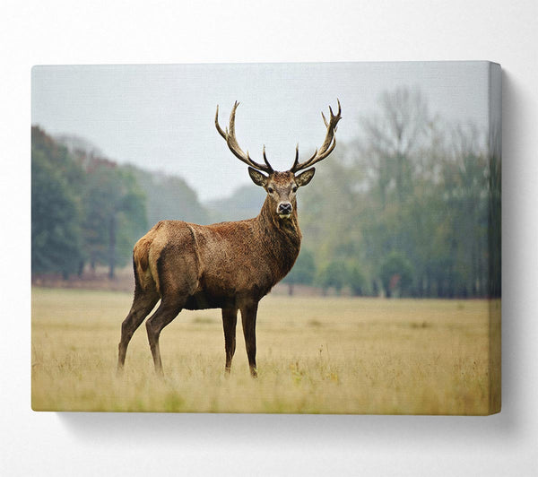  A Canvas Print of Red Deer Beauty Canvas Art