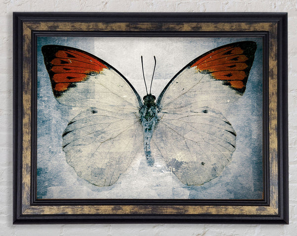 Orange Tipped Butterfly Framed Print