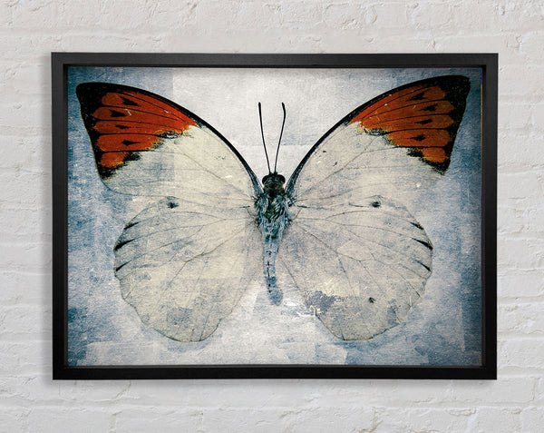 Orange Tipped Butterfly Framed Print