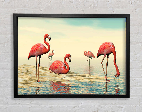 Pink Flamingo Batheing Framed Print