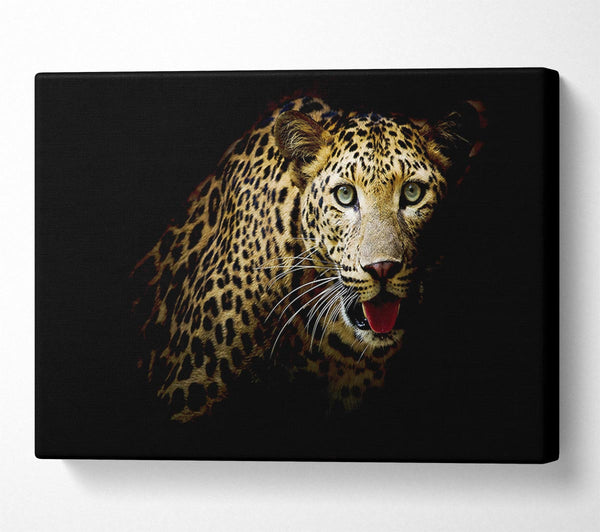 A Canvas Print of Curious Leopard Canvas Art