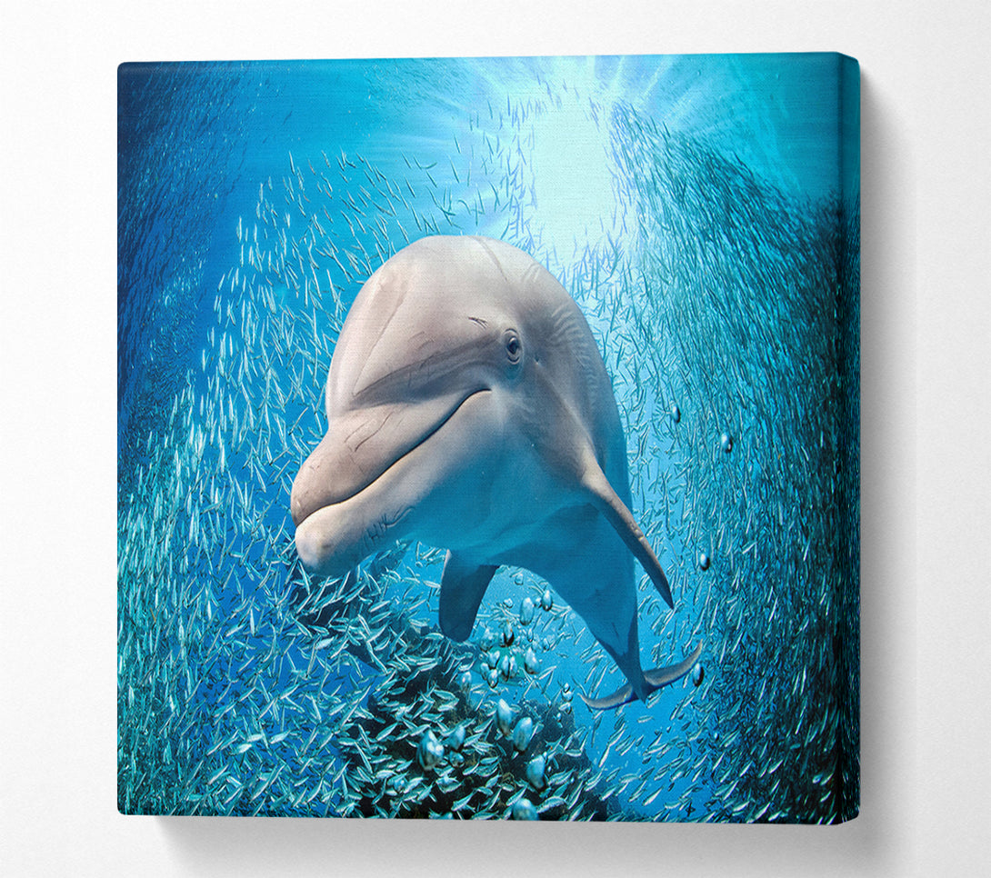  A Canvas Print of Dolphin Dinner Time Canvas Print