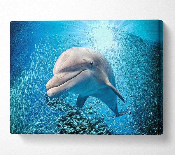  A Canvas Print of Dolphin Dinner Time Canvas Print