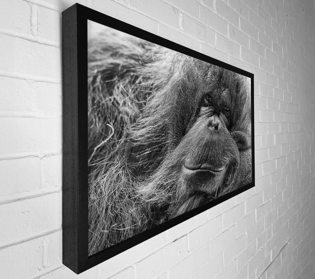  A Canvas Print of Orangutan Face Canvas Print