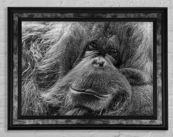 Orangutan Face Framed Print