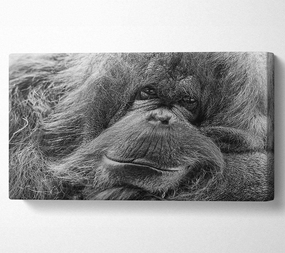  A Canvas Print of Orangutan Face Canvas Print