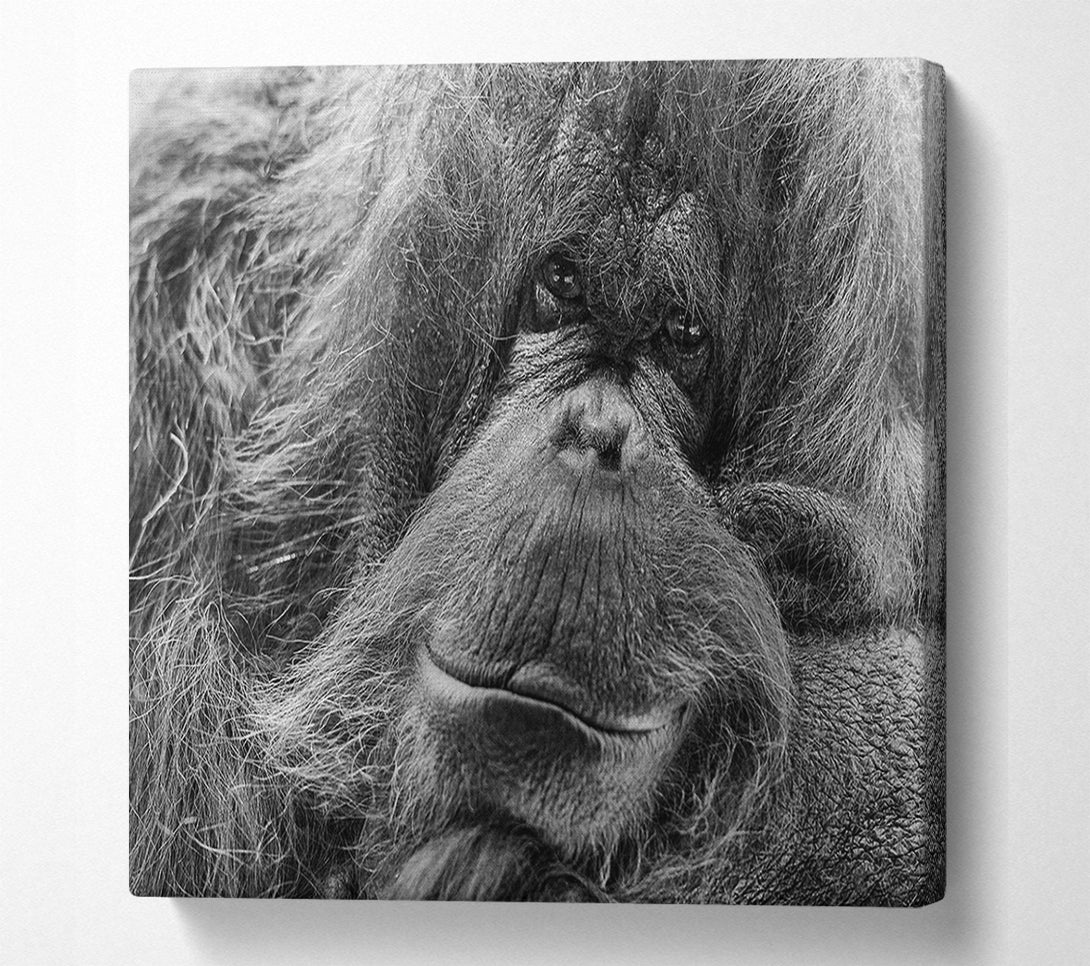 A Canvas Print of Orangutan Face Canvas Print