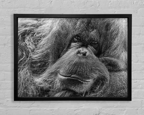 Orangutan Face Framed Print