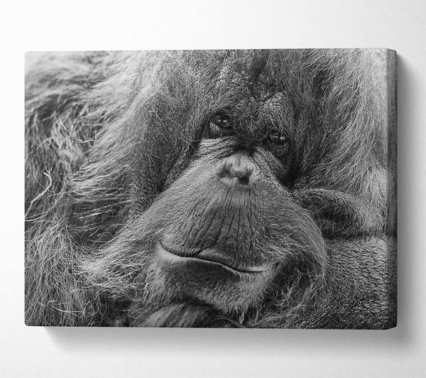  A Canvas Print of Orangutan Face Canvas Print