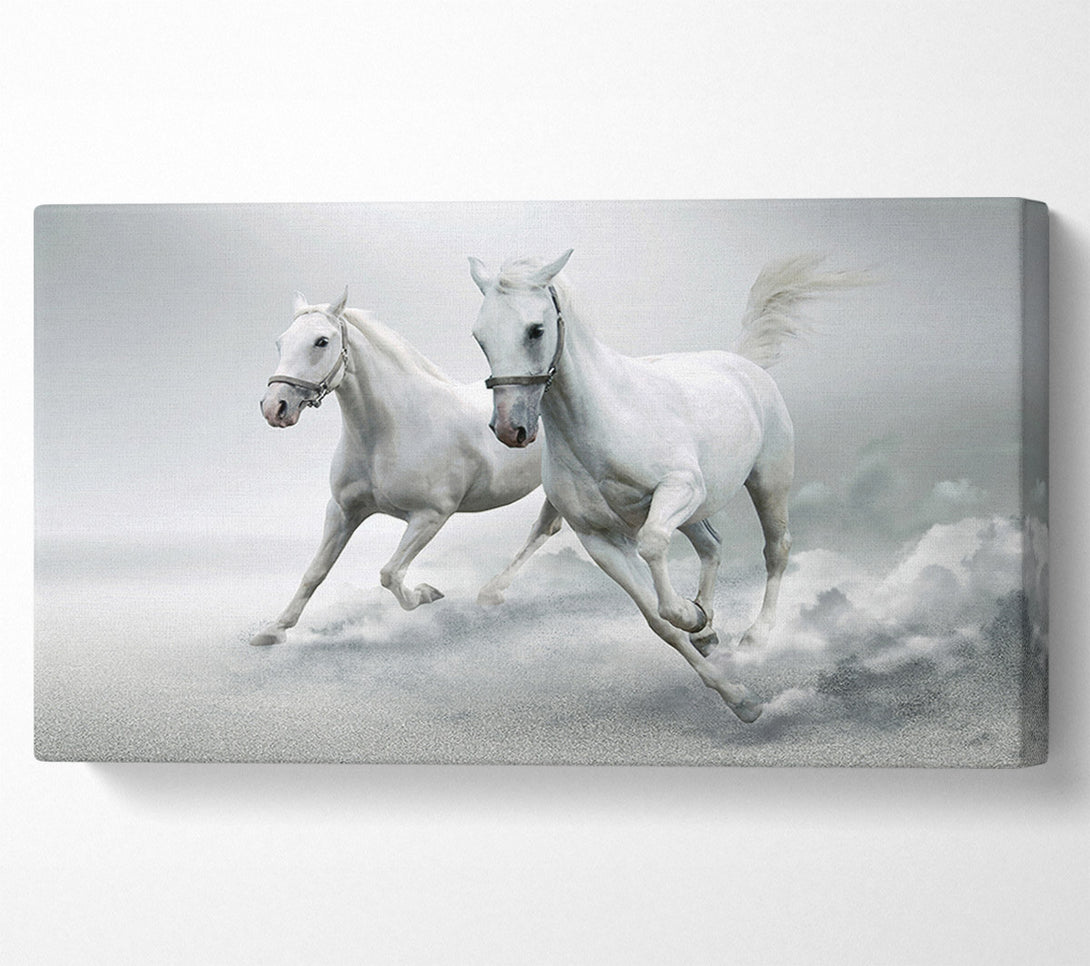  A Canvas Print of White Duo Horses Canvas Print