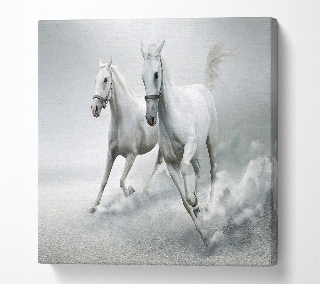  A Canvas Print of White Duo Horses Canvas Print