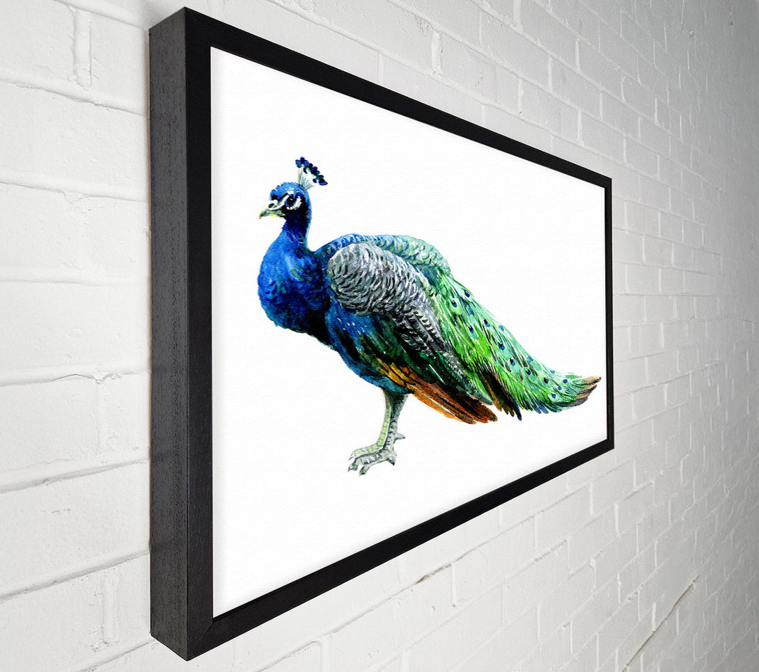  A Canvas Print of Peacock Stance Canvas Wall Art