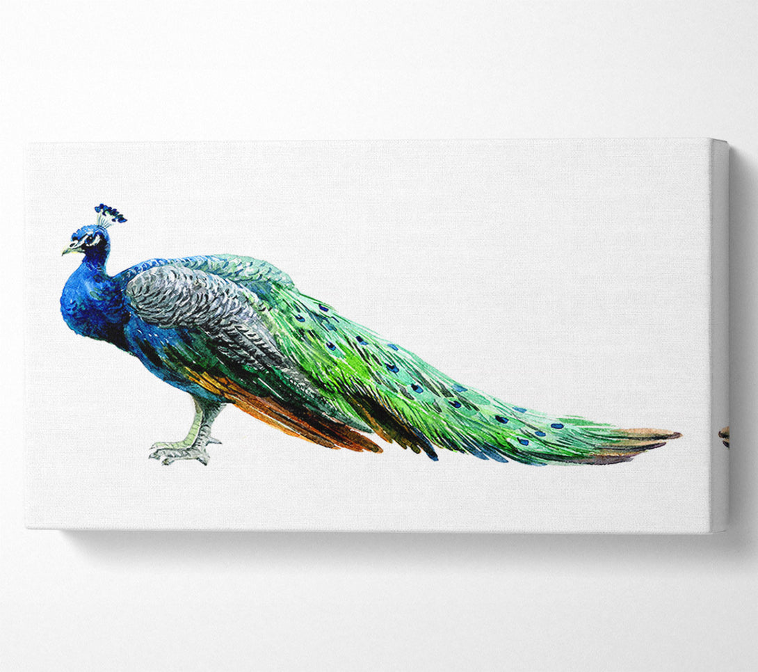  A Canvas Print of Peacock Stance Canvas Wall Art